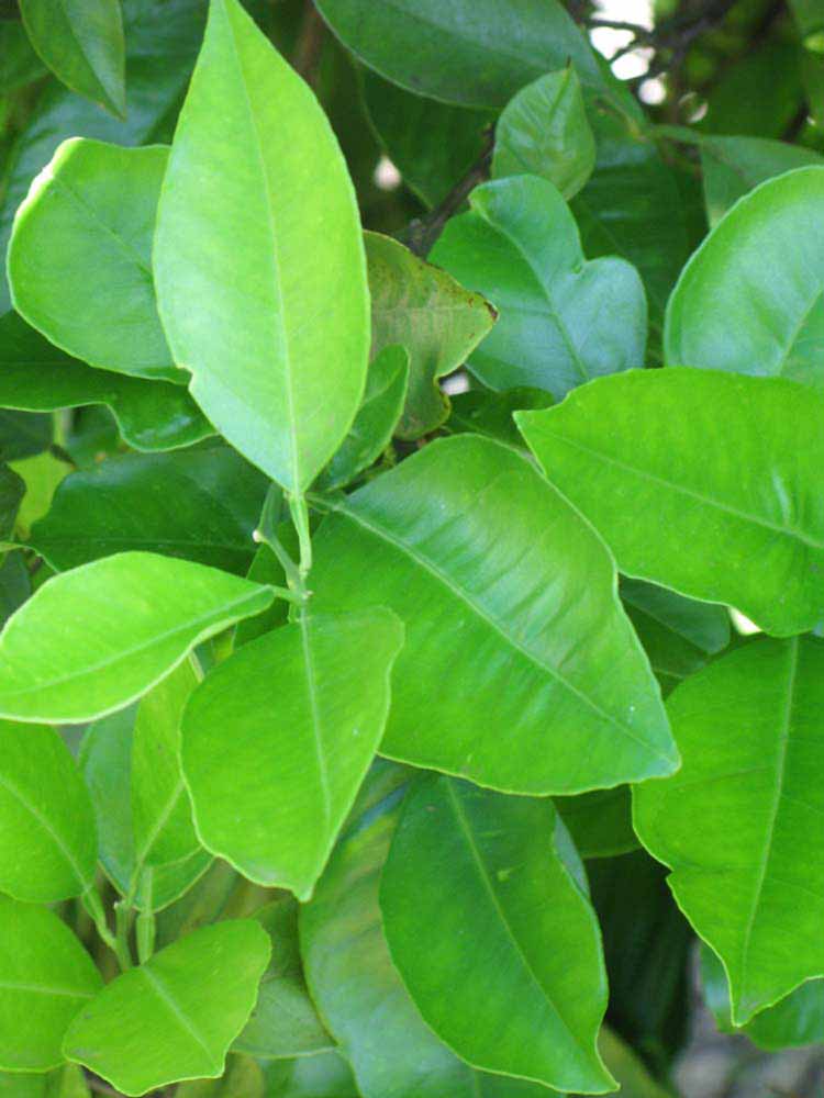              Shade leaves (Winter Haven, FL)       
